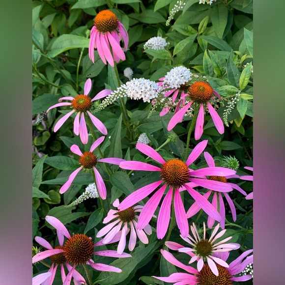 Meet your Posher, Michelle - Picture 5 of 6